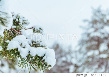 New Year tree in winter forest. Beautiful winter landscape with snow covered trees. Trees covered with hoarfrost and snow. Beautiful winter landscape. Snow-covered tree branch. Winter background New Year tree in winter forest. Beautiful winter landscape with snow covered trees. Trees covered with hoarfrost and snow. Beautiful winter landscape. Snow-covered tree branch. Winter background 85533180