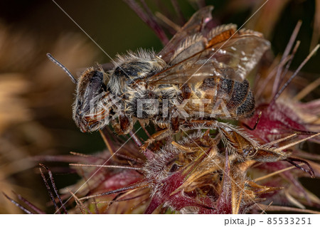 Dead Adult Female Western Honey Bee 85533251