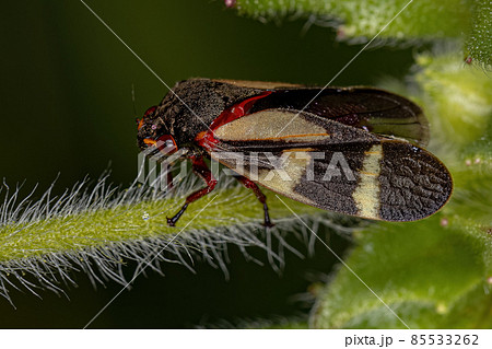 Adult Froghopper Insect Adult Froghopper Insect 85533262
