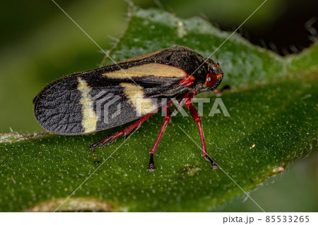 Adult Froghopper Insect 85533265