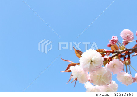 青空と八重桜 5 85533369
