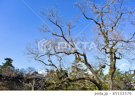 冬の空に映える栴檀の木 85533576