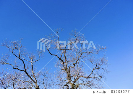 冬の空に映える栴檀の木 85533577