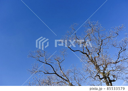 冬の空に映える栴檀の木 85533579