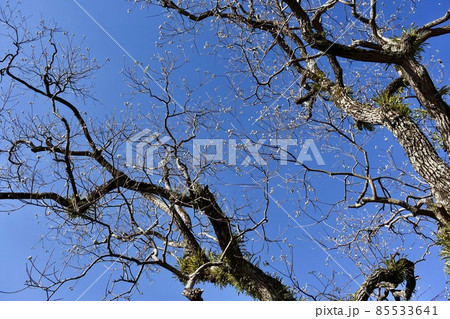 冬の空に映える栴檀の木 85533641