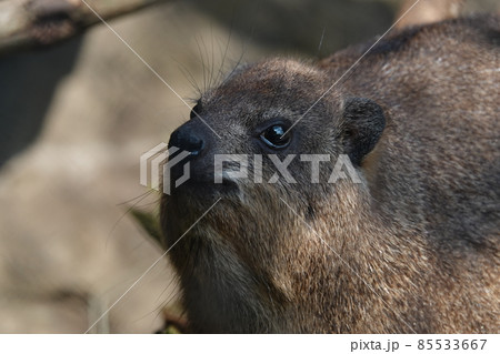 目線の先には何が 85533667