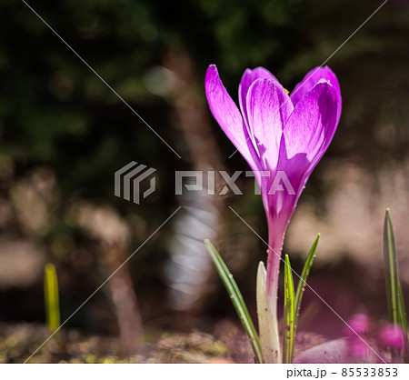 The first purple crocus in a spring garden. Botanical concept 85533853