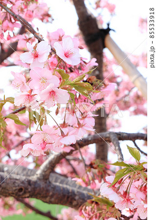 河津桜 9 縦位置 河津桜 9 縦位置 85533918