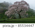 静岡県島田市牛代の水目桜（うしんしろのみずめざくら） 85534447