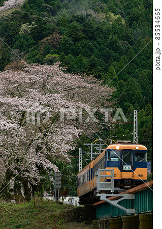桜と電車 桜と電車 85534665