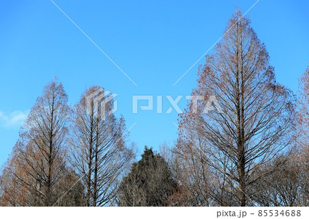 冬　青空　メタセコイヤ 85534688