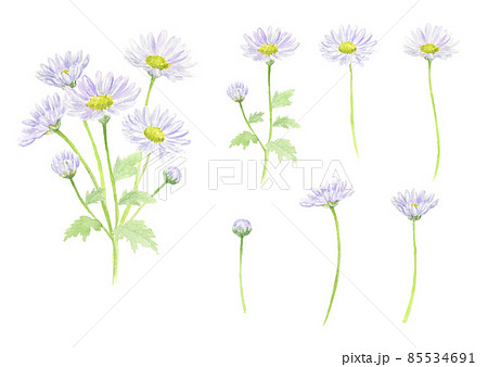 水彩で描いた紫の小菊の花セット ベクター 水彩で描いた紫の小菊の花セット ベクター 85534691