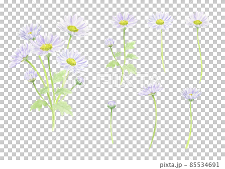 水彩で描いた紫の小菊の花セット ベクター 水彩で描いた紫の小菊の花セット ベクター 85534691