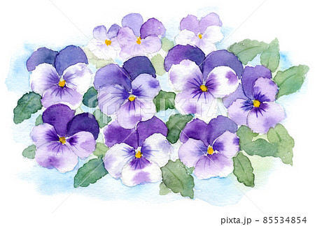 ビオラ 花 水彩 イラストのイラスト素材 [85534854] - PIXTA