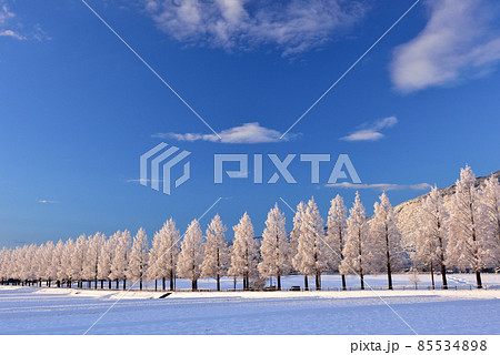雪のメタセコイア並木 85534898