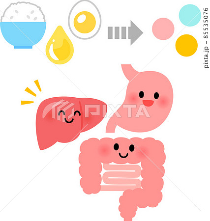 肝臓、胃腸と食品から栄養素への変換イメージ 肝臓、胃腸と食品から栄養素への変換イメージ 85535076