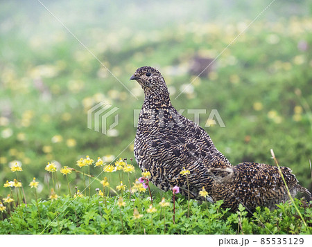 ライチョウ親子 85535129