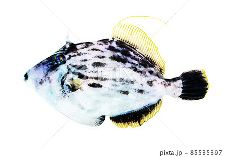 CG画像処理して、水墨画や水彩画のように色鮮やかにしたカワハギ（雄）の魚体の真横姿 85535397