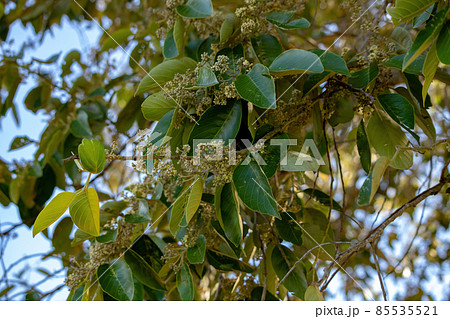 Brazilian dicotyledonous tree 85535521