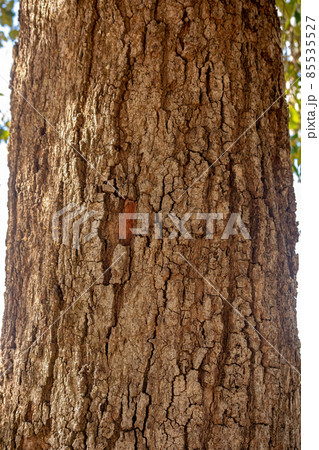 Brazilian dicotyledonous tree 85535527