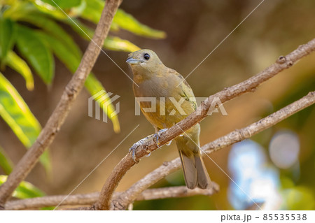 Palm Tanager Bird Palm Tanager Bird 85535538
