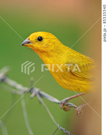 Saffron Finch Bird Saffron Finch Bird 85535540