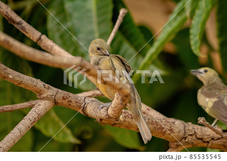 Palm Tanager Bird Palm Tanager Bird 85535545