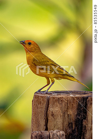 Saffron Finch Bird Saffron Finch Bird 85535549