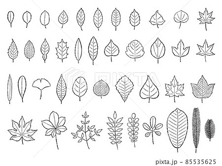 いろんな葉っぱ(筆線画) 85535625