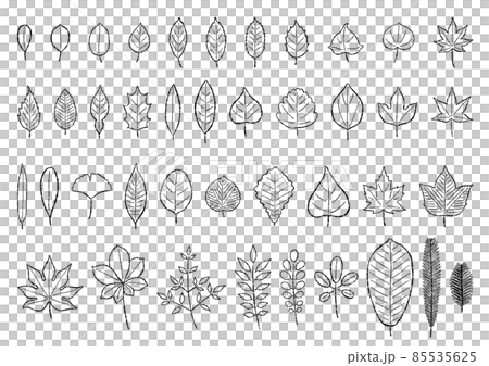 Various leaves (brush drawing) Various leaves (brush drawing) 85535625