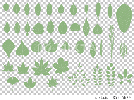 Various leaves Various leaves 85535629