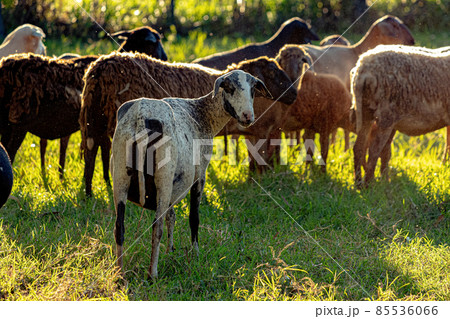 Animal raised adult sheep Animal raised adult sheep 85536066