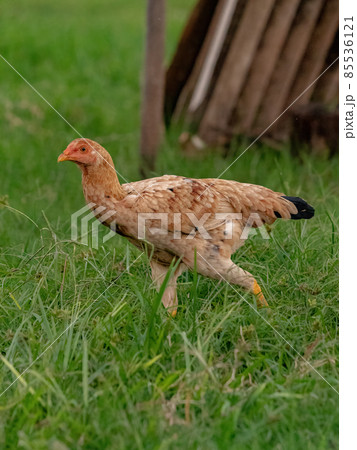domestic animal chicken 85536121
