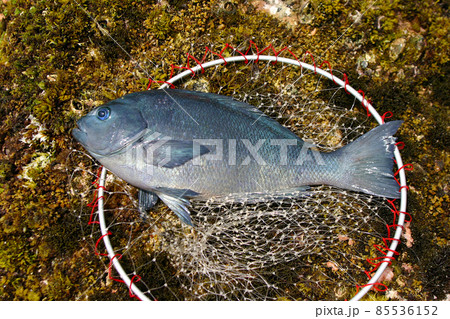 銭洲岩礁で釣れたクチブトメジナ（グレ）をタモ網をバックに撮影した魚体画像 85536152