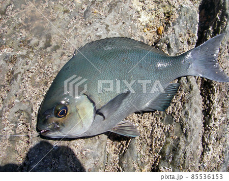 磯場に横たわる、まだ釣り針の掛かったままのクチブトメジナ（グレ）の姿。 85536153