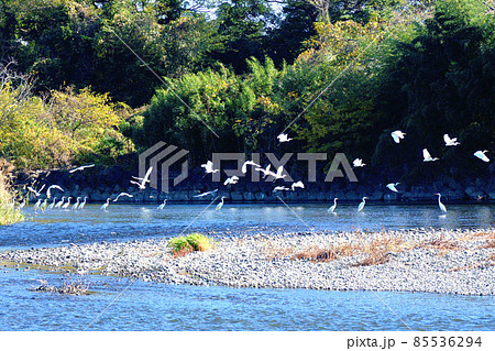 集団で落ちアユを狙うダイサギ 集団で落ちアユを狙うダイサギ 85536294