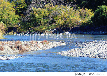 集団で落ちアユを狙うダイサギ 85536299