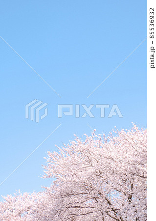満開の桜と青空 85536932
