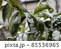レモンの木と雪 85536965