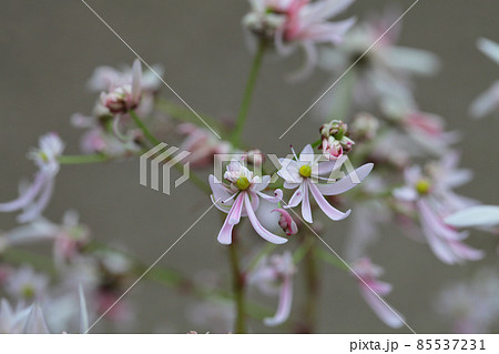 初化粧・ダイモンジソウの花 初化粧・ダイモンジソウの花 85537231