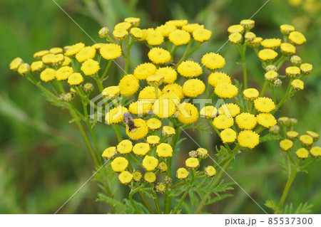 Yellow common dagwort , Tanacetum vulgare, flowers with a visiting bee 85537300