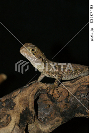 Closeup of an Australian water dragon Intellagama lesueurii on a tree 85537498