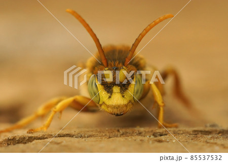 Frontal closeup on a yellow male of the kleptoparasite Lathbury's Nomad bee, Nomada lathburiana, male 85537532