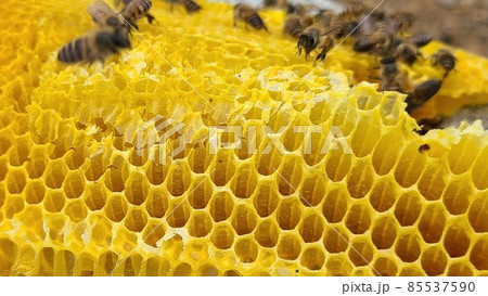 巣蜜とミツバチ　素材　背景 85537590