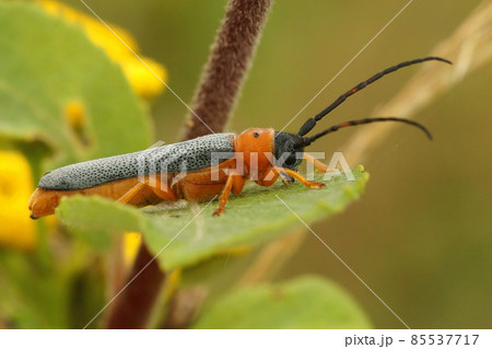 Closeup on a colorful orange longhorn beetle, Oberea oculata, sitting on Salix caprea 85537717