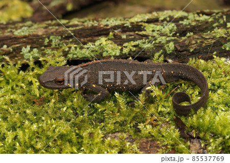 Closeup on a terrestrial female Chinese warty newt, Paramesotriton chinensis sitting on green moss Closeup on a terrestrial female Chinese warty newt, Paramesotriton chinensis sitting on green moss 85537769
