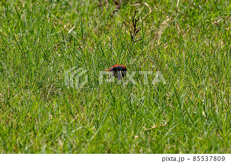 Wattled Jacana Bird Wattled Jacana Bird 85537809