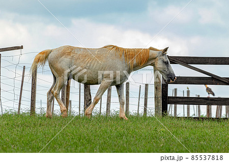 Horse resting in a pasture area 85537818