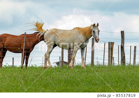 Horse resting in a pasture area 85537819