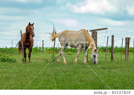 Horse resting in a pasture area 85537820